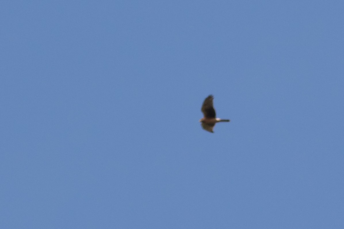 Northern Harrier - ML609108253