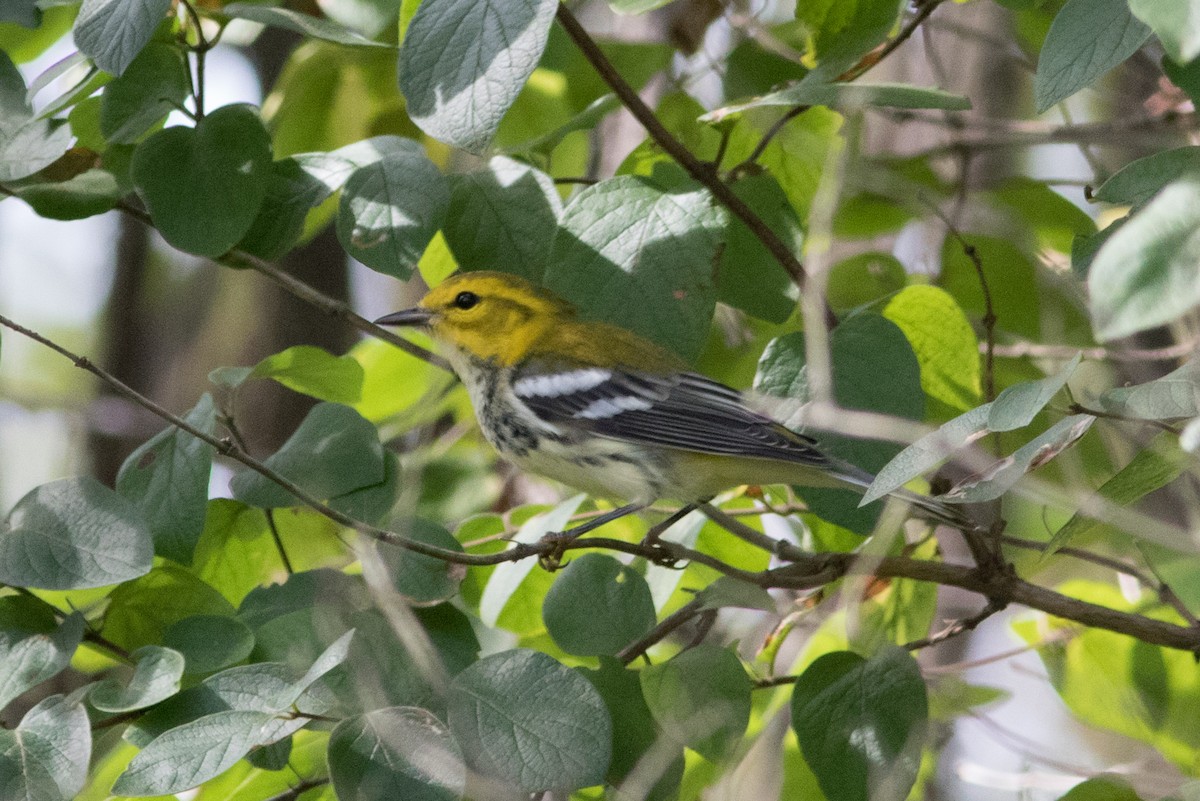 Black-throated Green Warbler - Sam Stuart