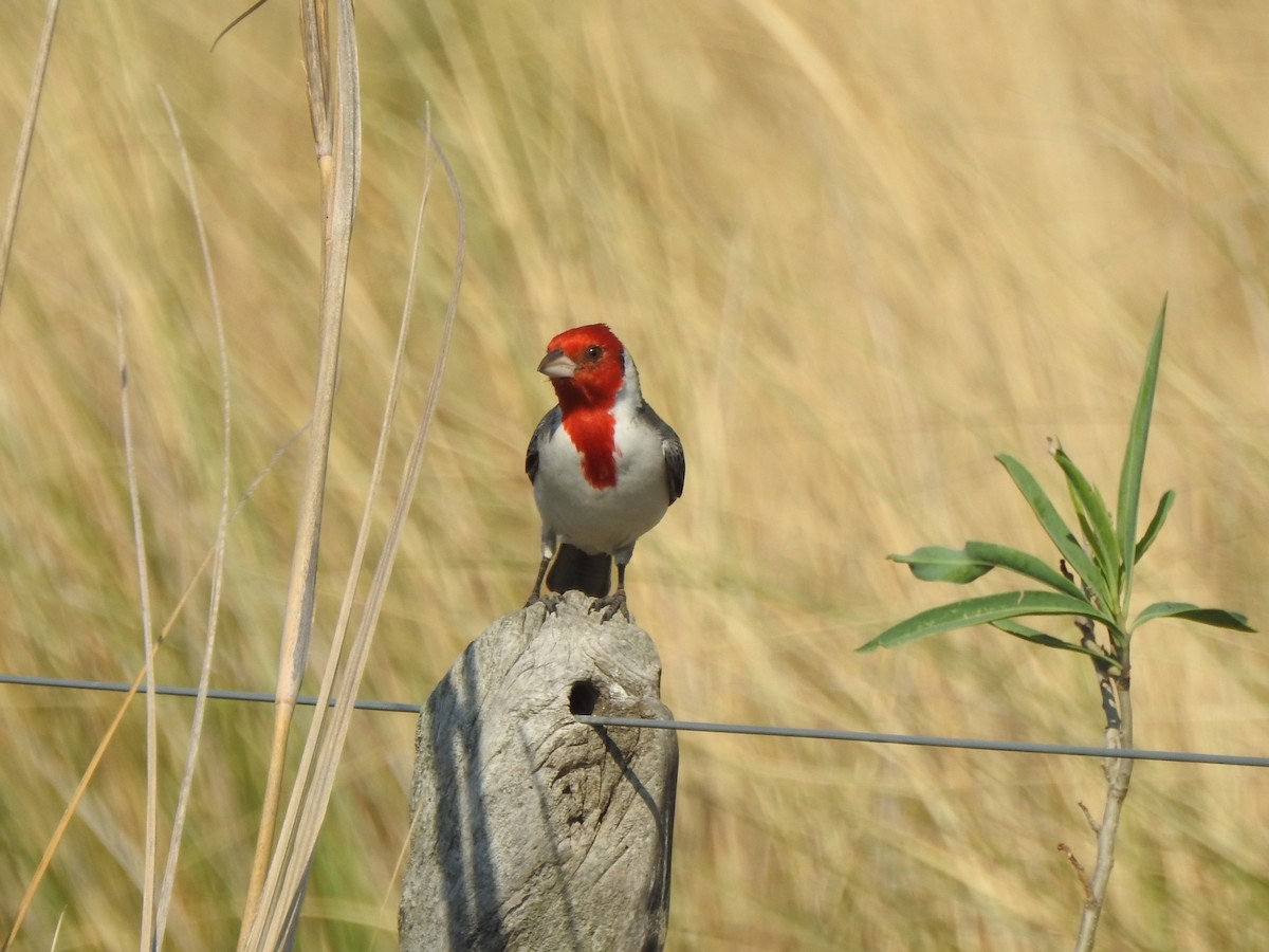 Red-crested Cardinal - ML609108313