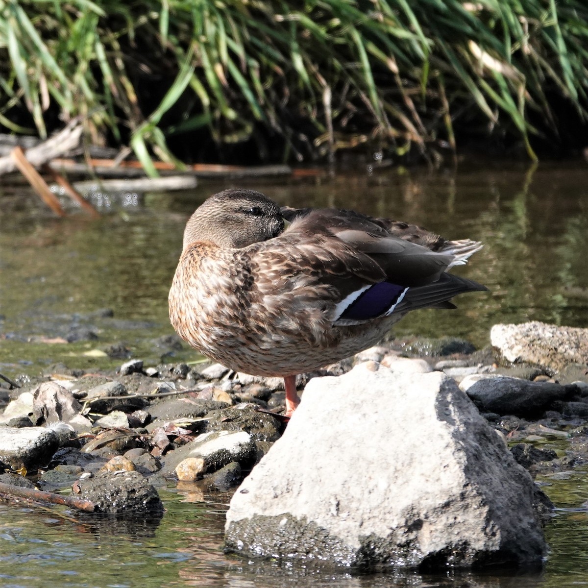 Mallard - ML609108434