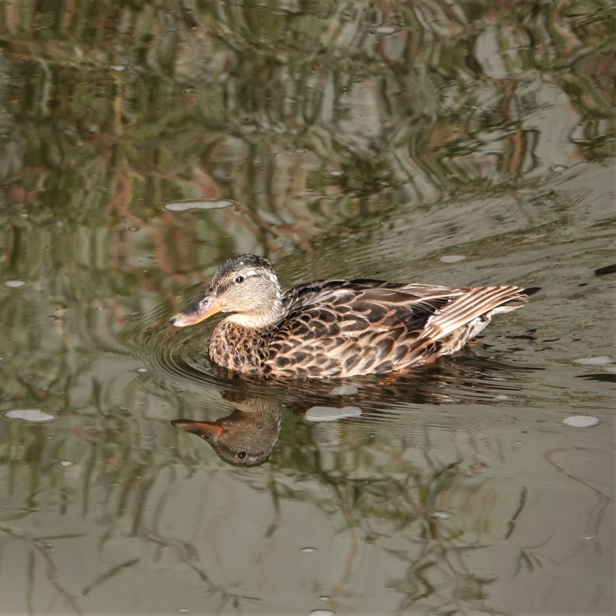 Canard colvert - ML609108435