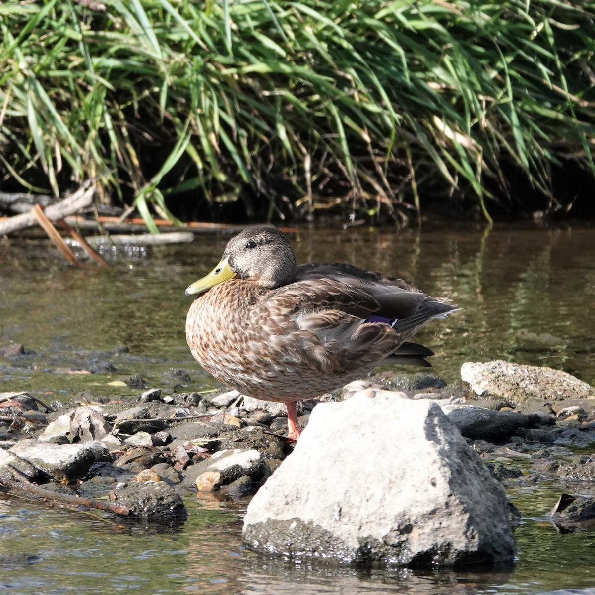 Mallard - ML609108437