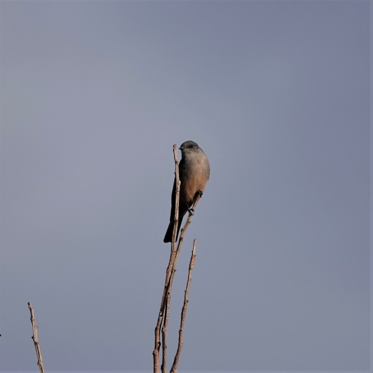 Say's Phoebe - ML609108442