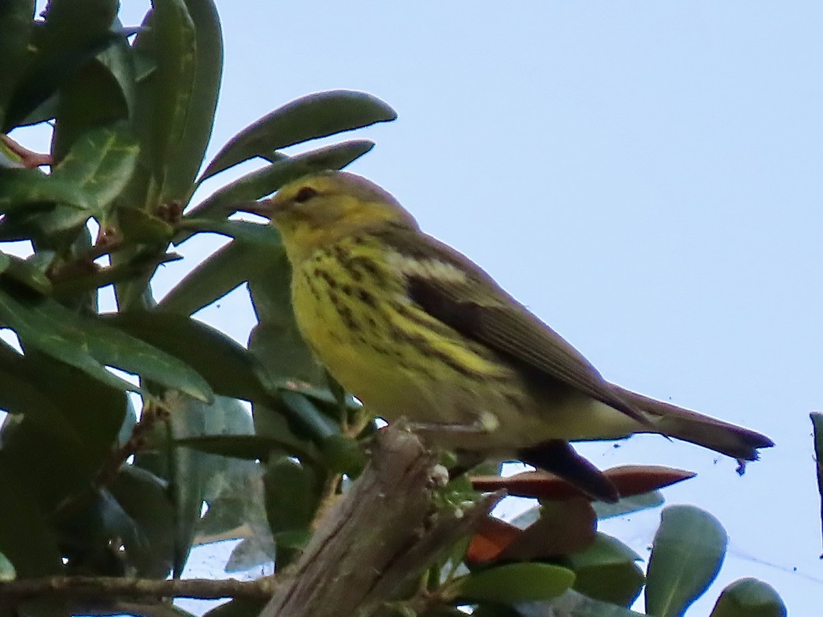 Cape May Warbler - June McDaniels