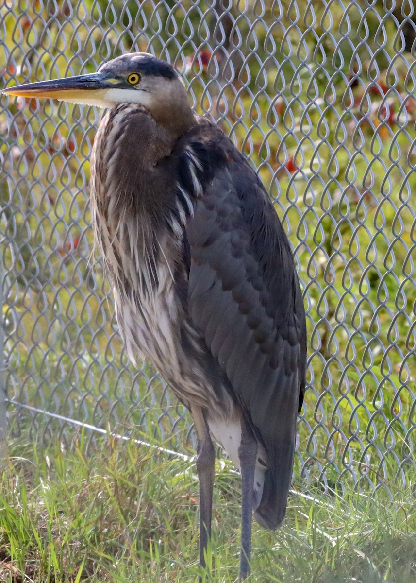 Great Blue Heron - ML609108462