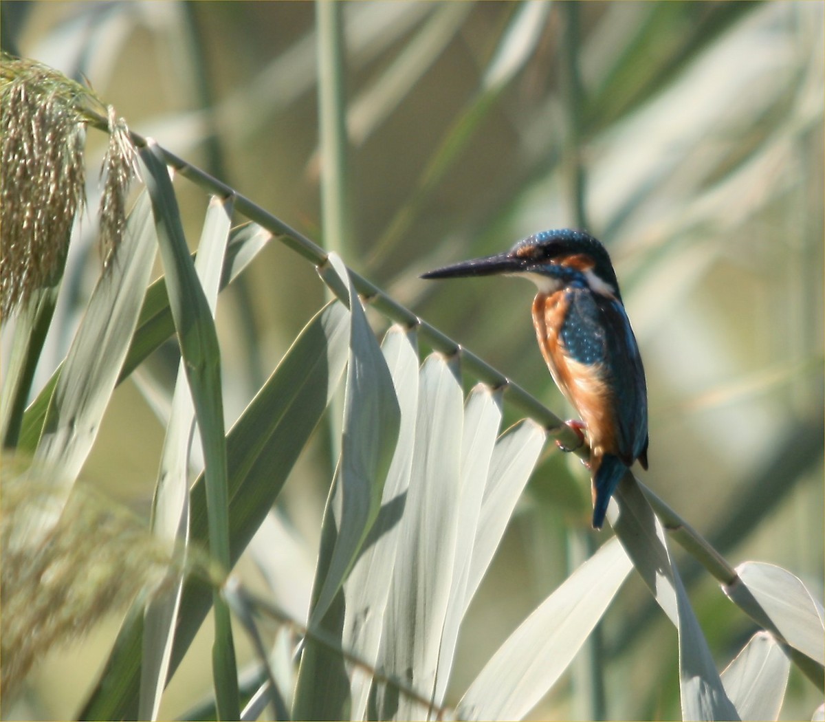 Common Kingfisher - ML609108463