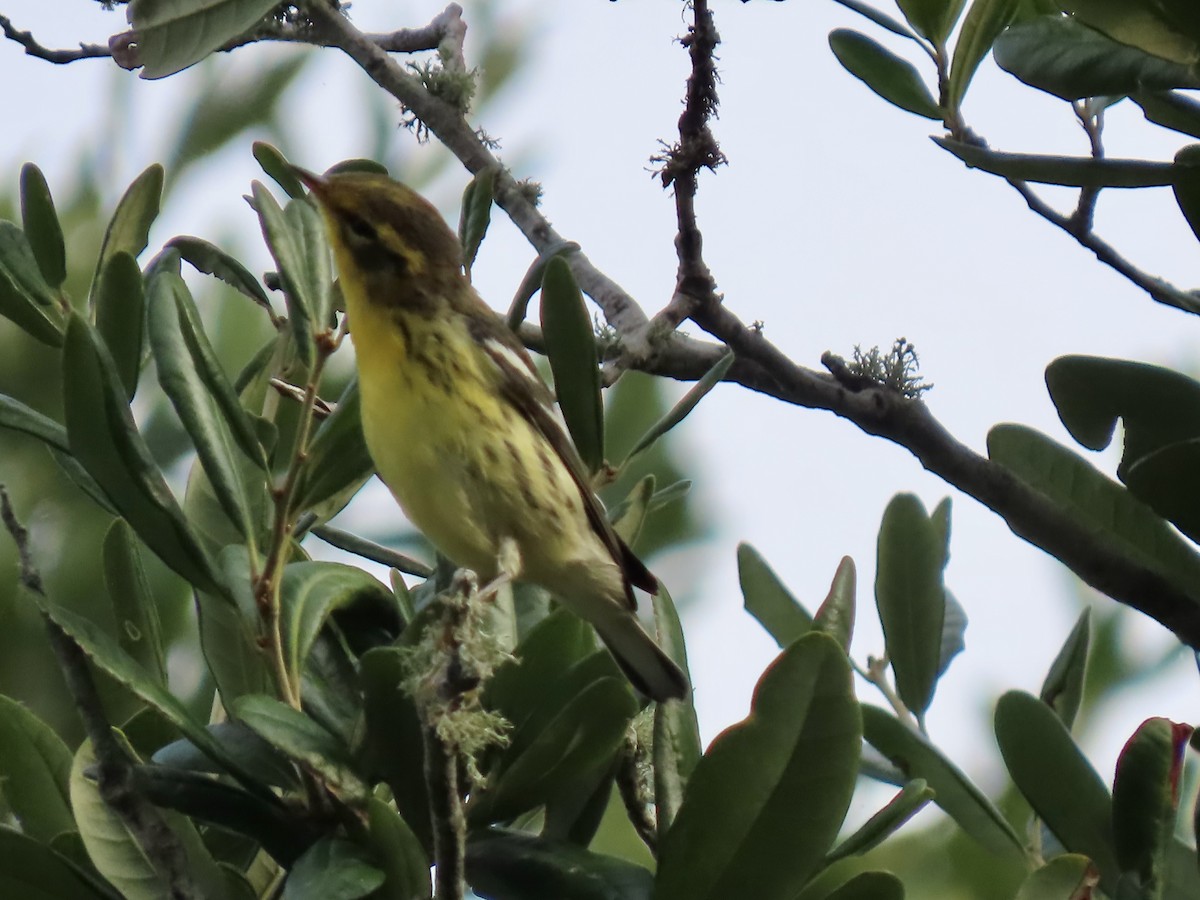 Blackburnian Warbler - June McDaniels