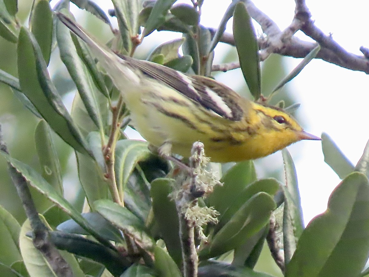 Blackburnian Warbler - June McDaniels