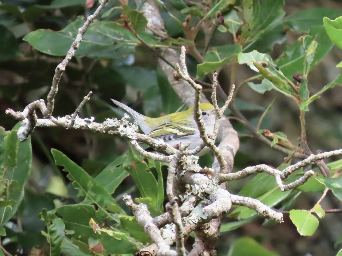 Chestnut-sided Warbler - June McDaniels