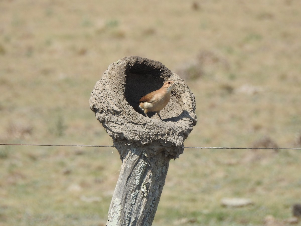 Rufous Hornero - Eduardo Beltrocco