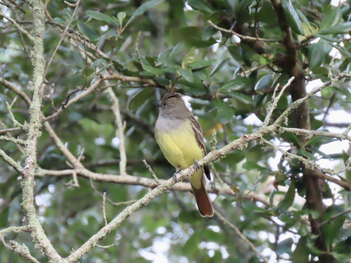 Great Crested Flycatcher - June McDaniels