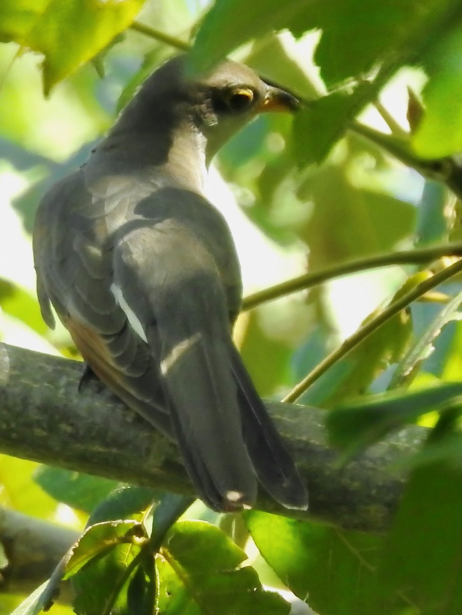 Yellow-billed Cuckoo - ML609108598