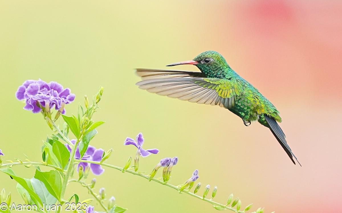 Canivet's Emerald - ML609108648