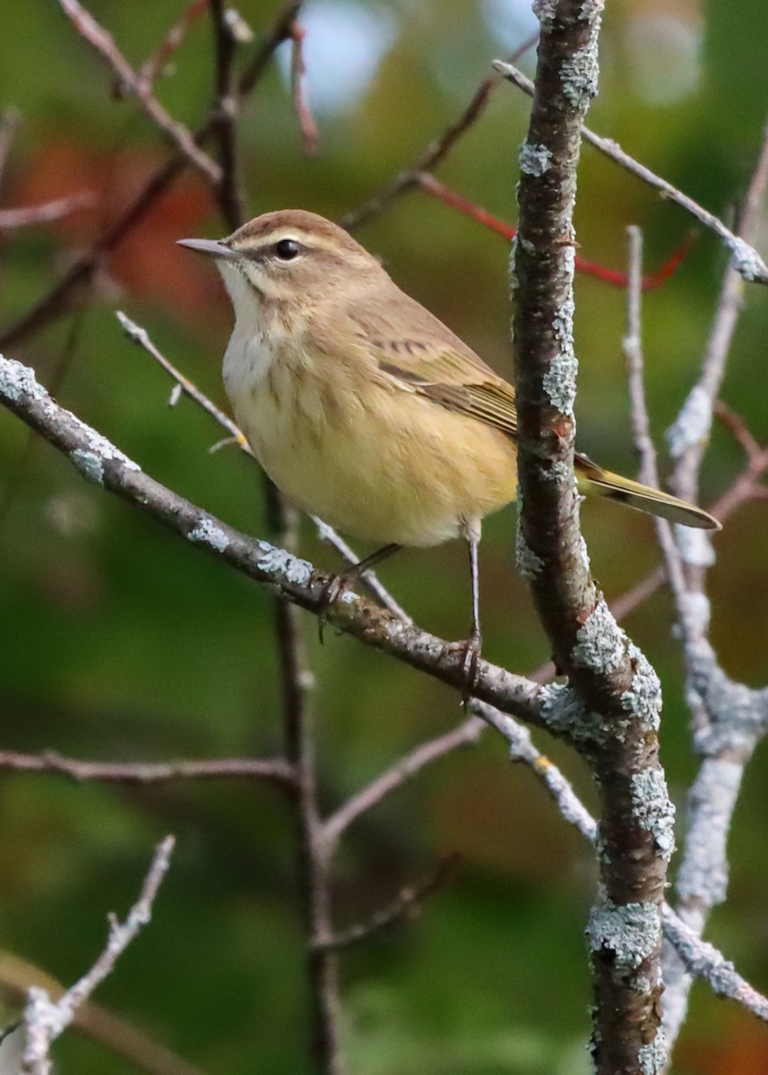 Palm Warbler - John Rudd