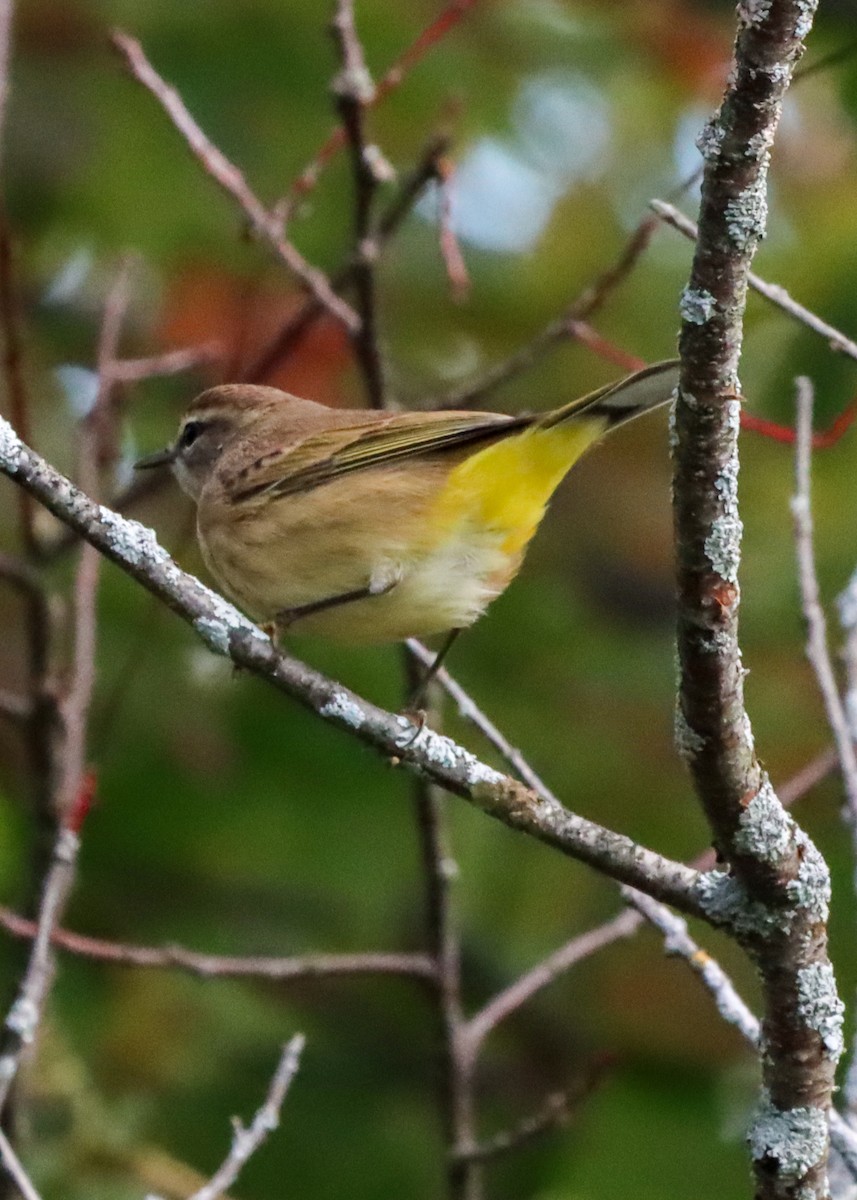 Palm Warbler - John Rudd