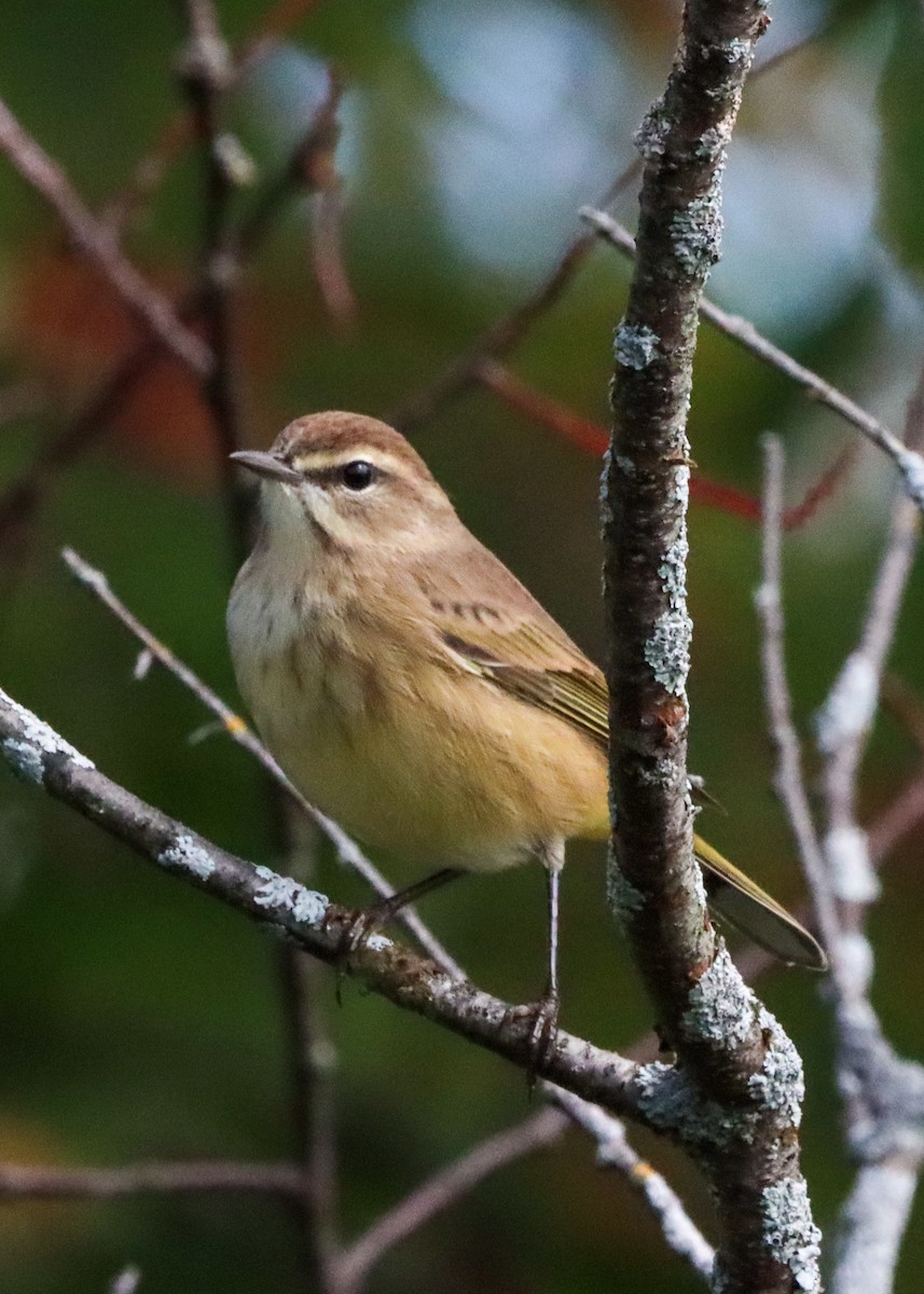 Palm Warbler - ML609108739