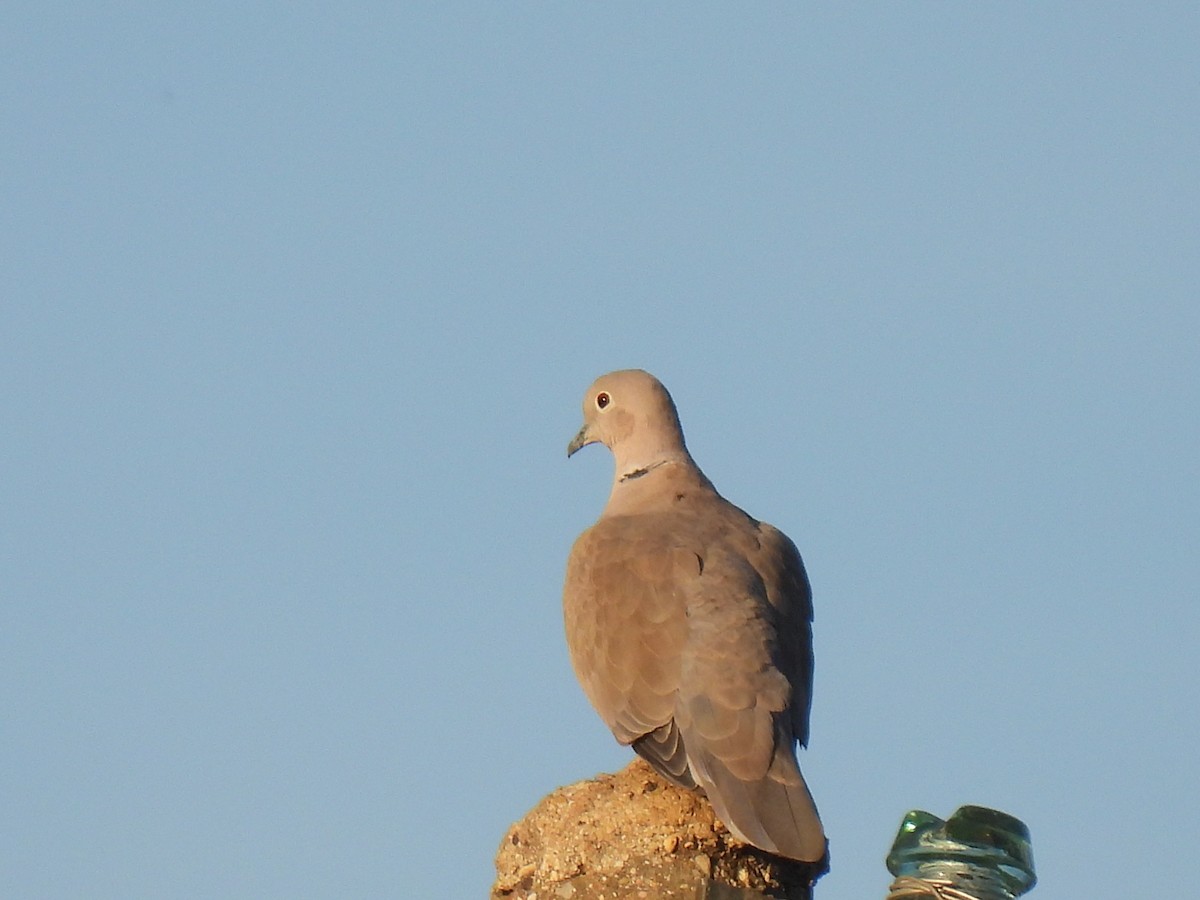 Eurasian Collared-Dove - ML609108758
