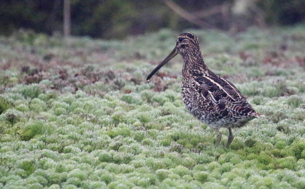 Noble Snipe - Geert Bouke Kortleve