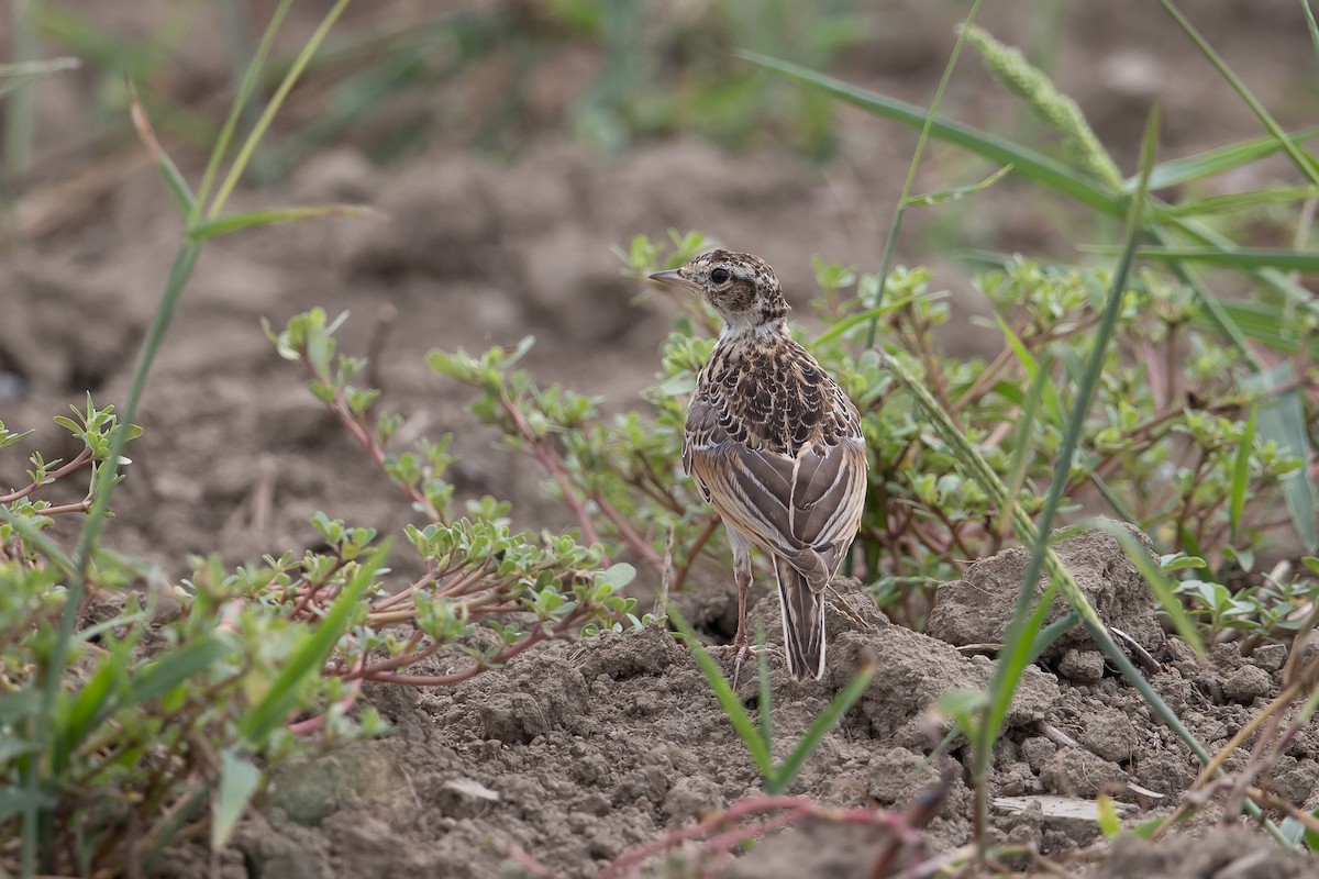 Eurasian Skylark (Far Eastern) - ML609108830