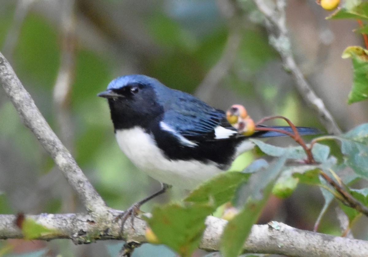 Black-throated Blue Warbler - DAVID VIERLING