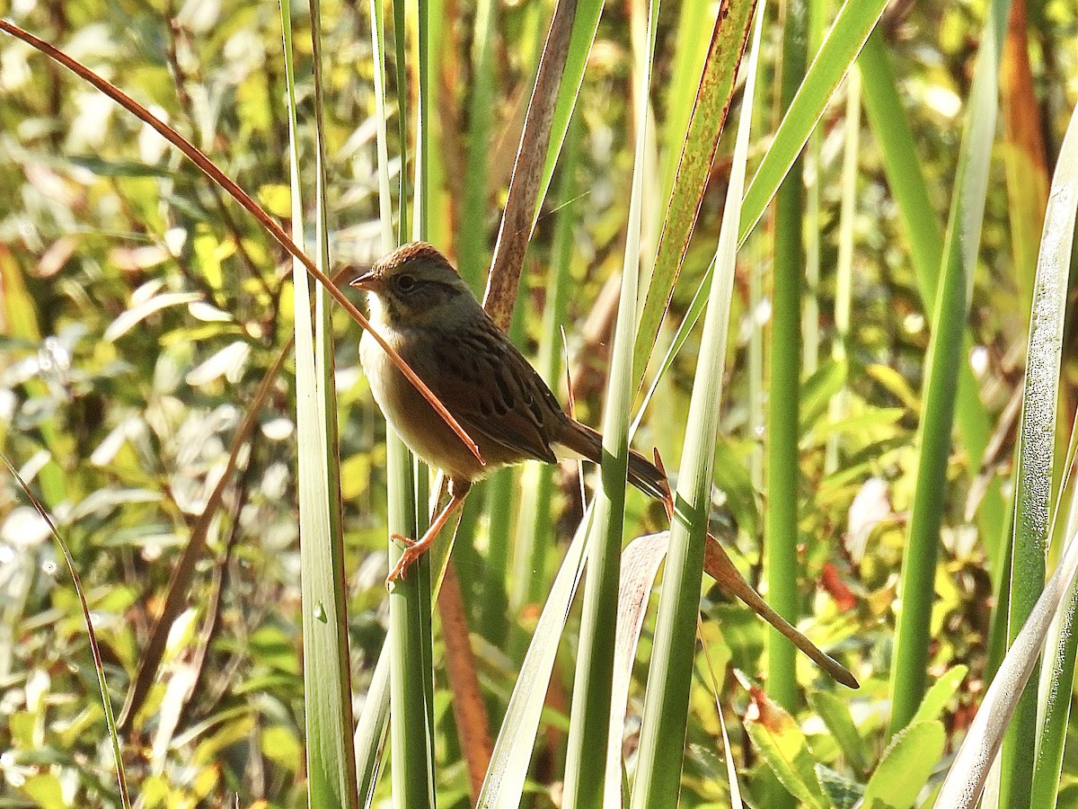 Swamp Sparrow - ML609108934