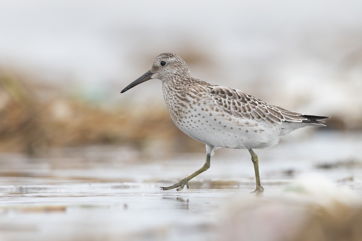 Great Knot - ML609108961