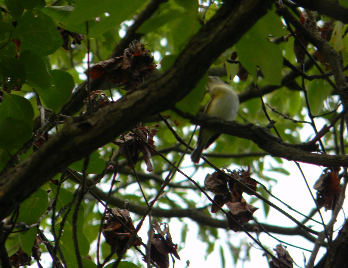 Blue-headed Vireo - ML609109147