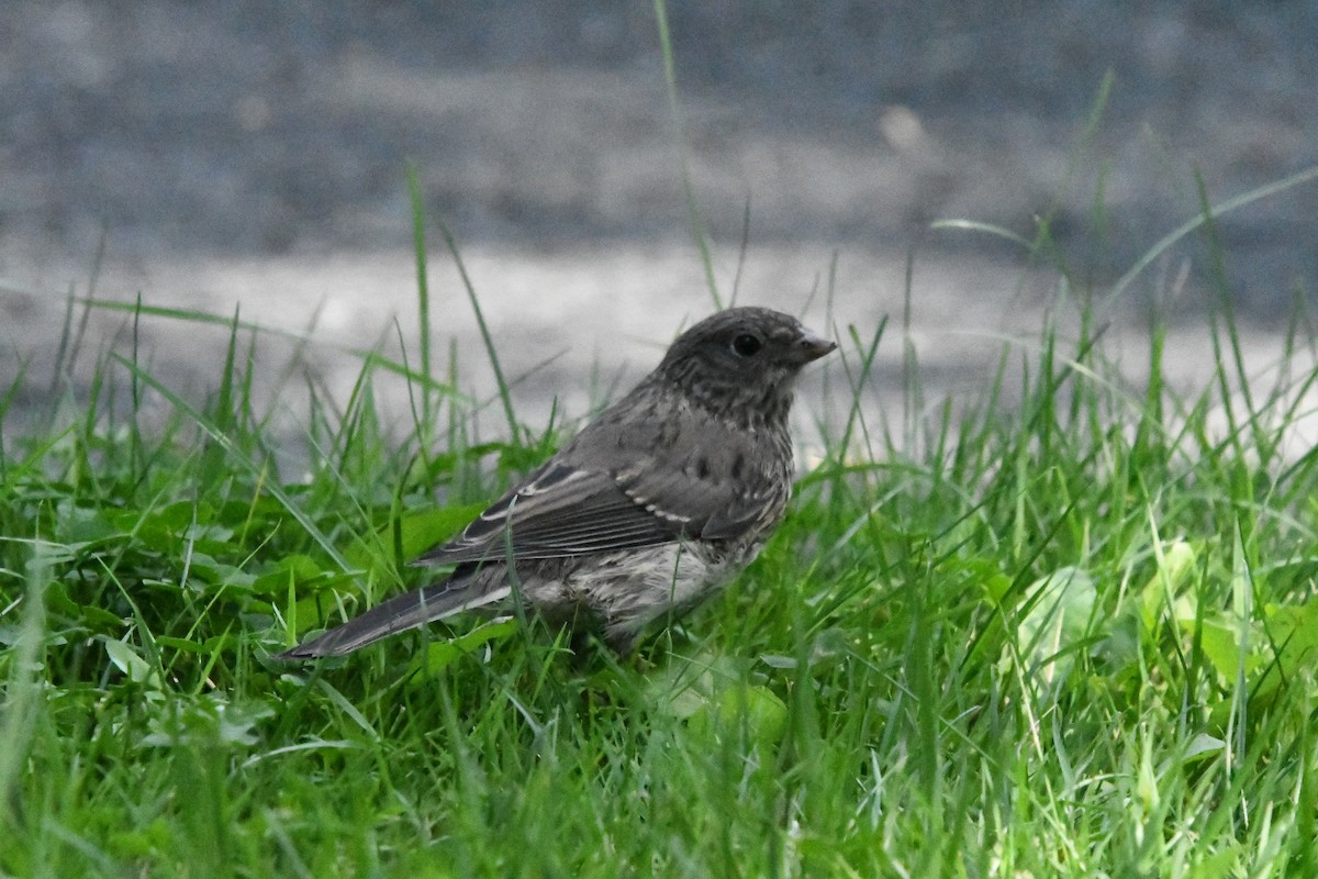 Dark-eyed Junco - Grant McKercher