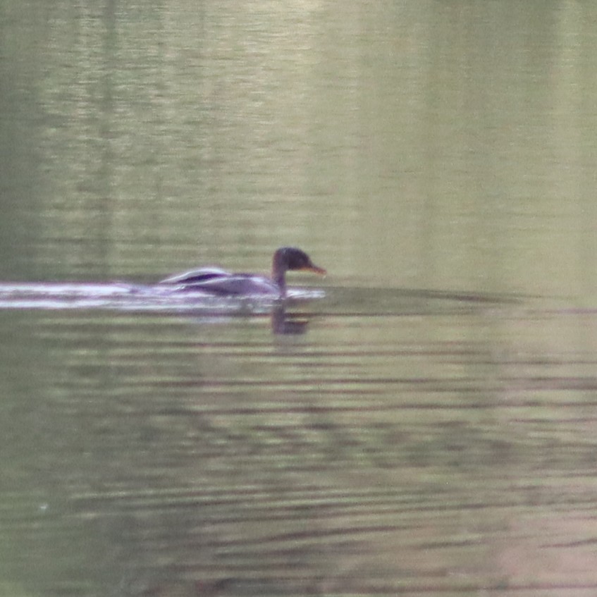 Double-crested Cormorant - ML609109249