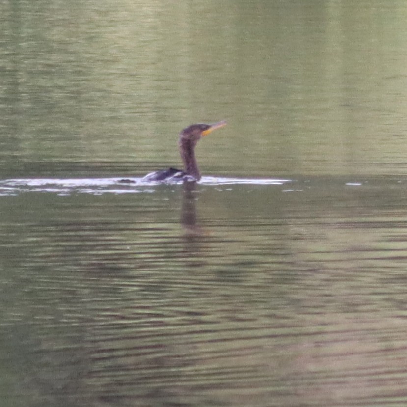 Double-crested Cormorant - Callan Bentley