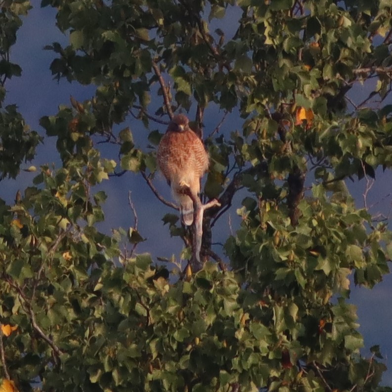 Red-shouldered Hawk - ML609109255