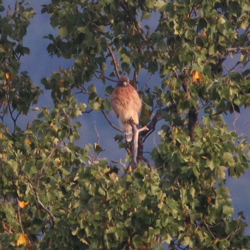 Red-shouldered Hawk - ML609109256