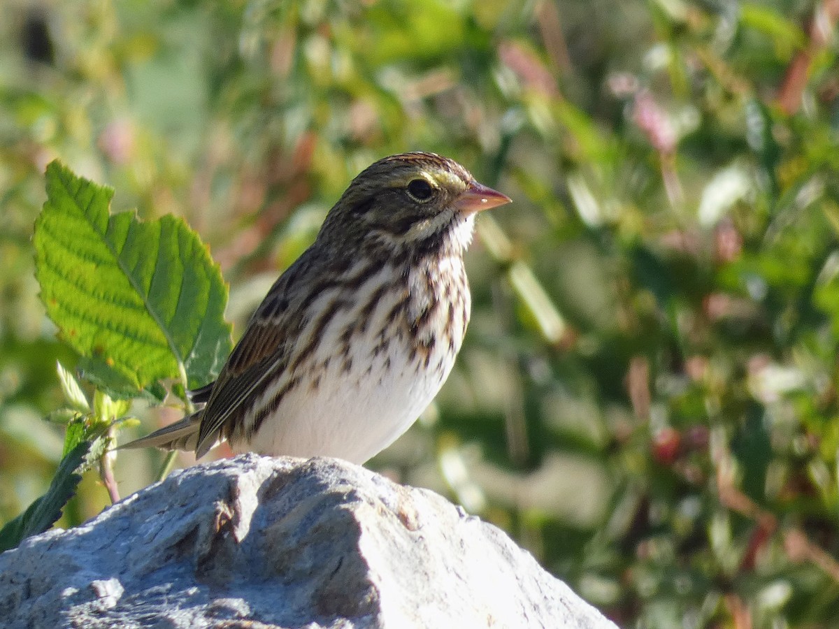 Savannah Sparrow - ML609109268