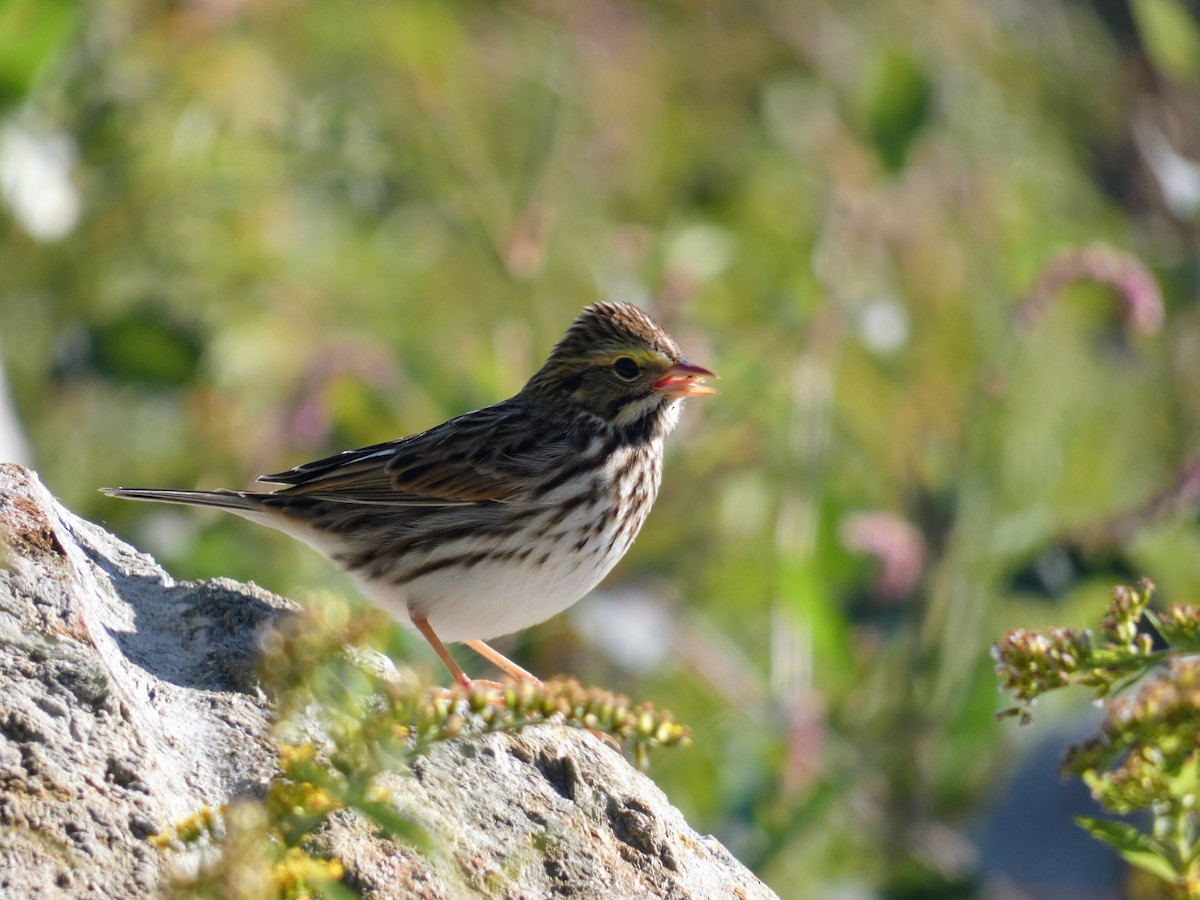 Savannah Sparrow - ML609109269