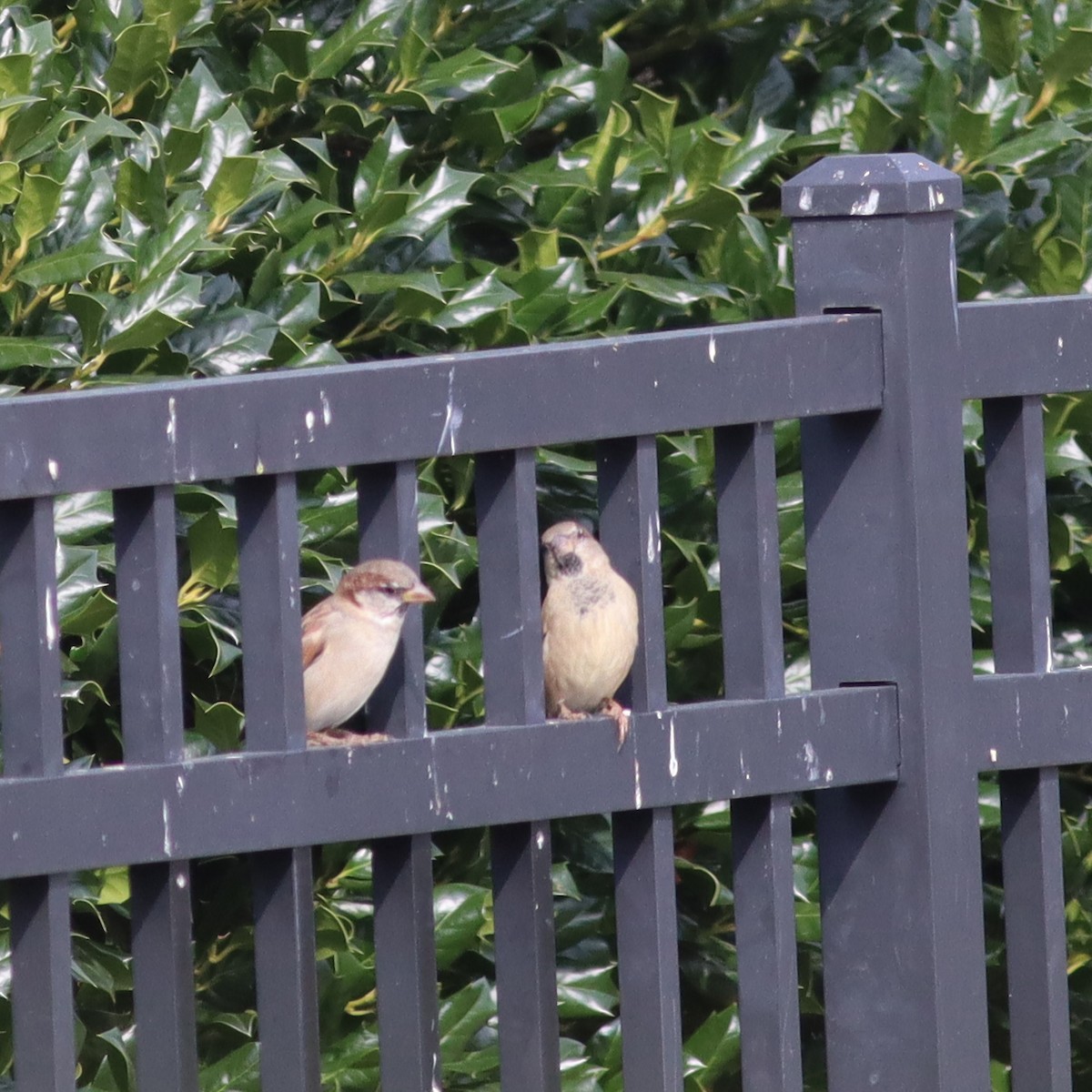 House Sparrow - ML609109270