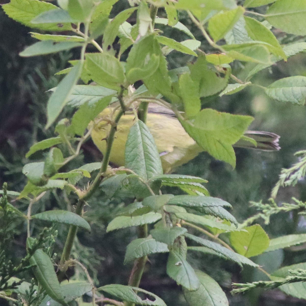 Prairie Warbler - ML609109274