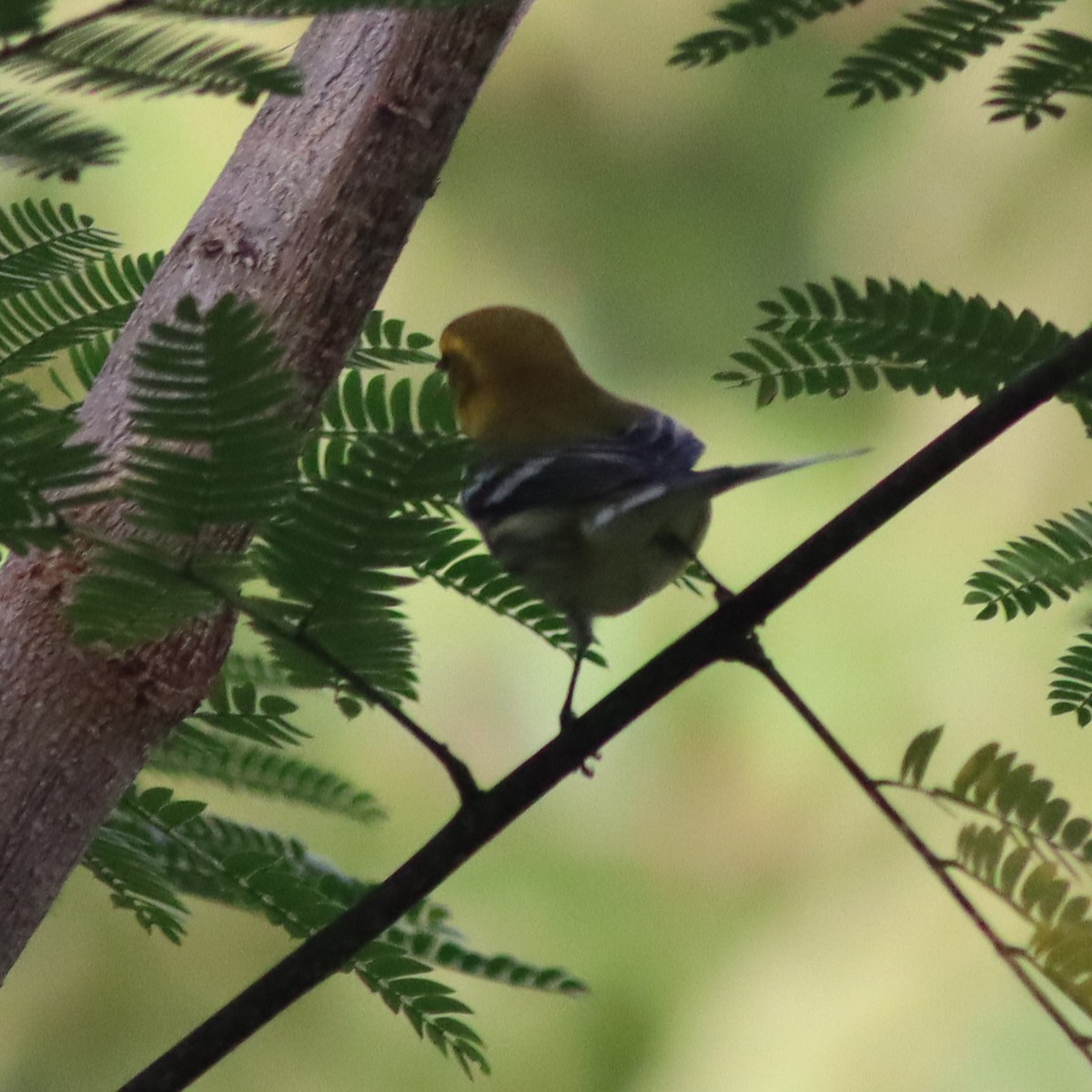 Grünmantel-Waldsänger - ML609109280