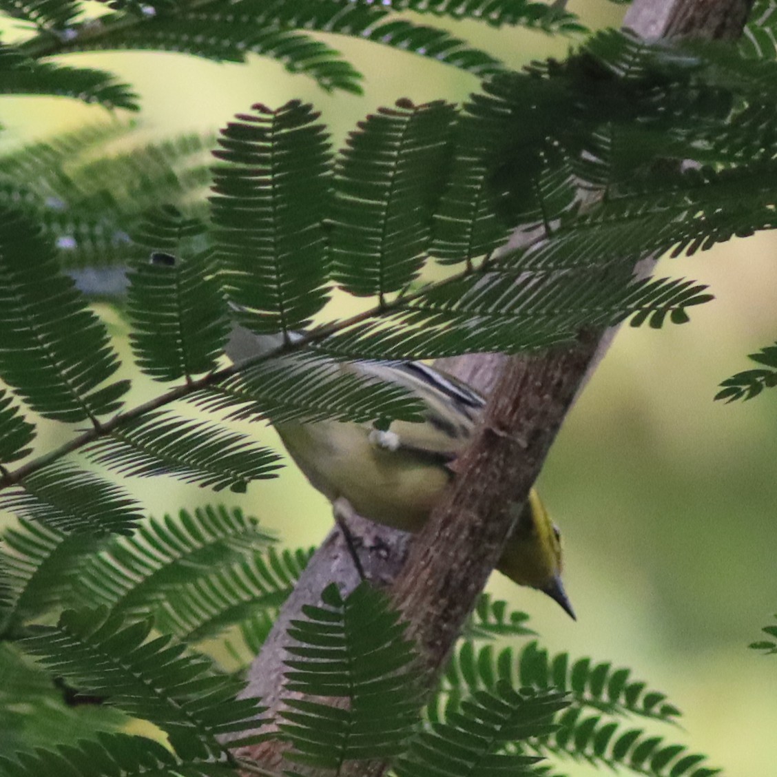 Black-throated Green Warbler - ML609109281