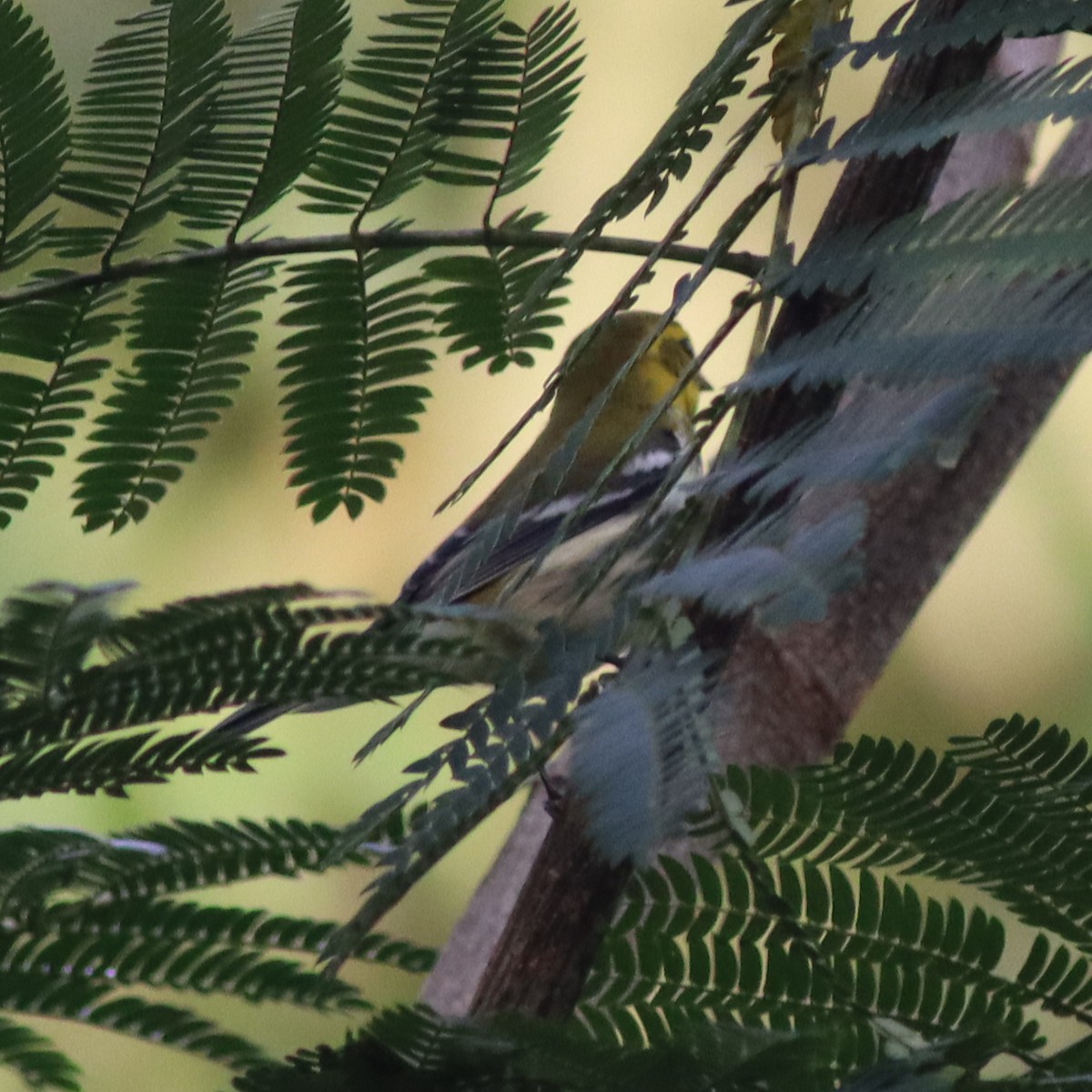 Black-throated Green Warbler - ML609109282