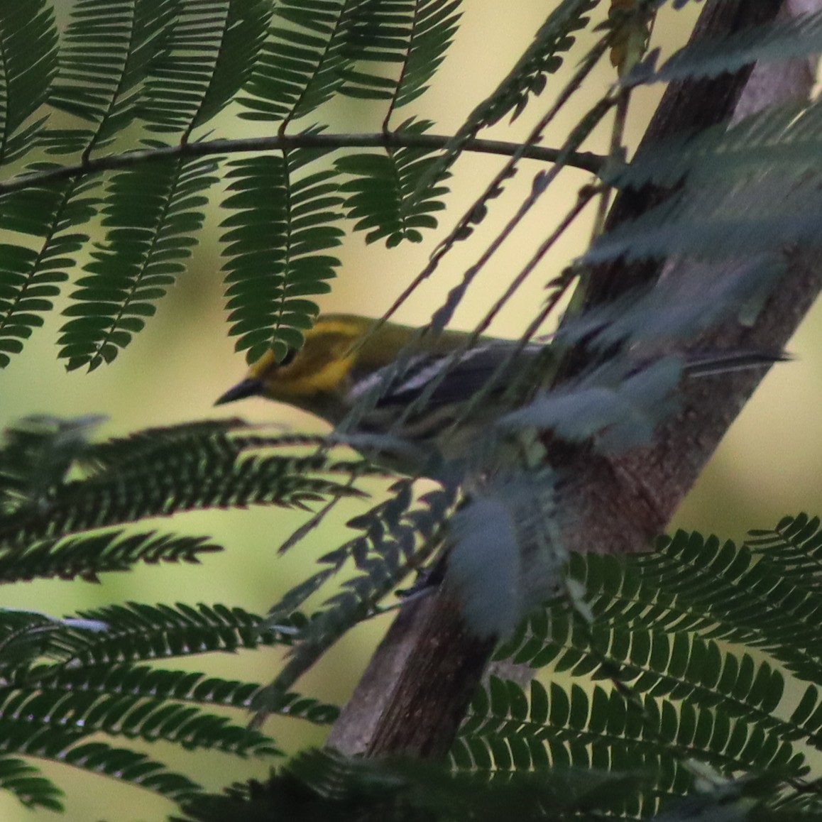 Black-throated Green Warbler - ML609109284
