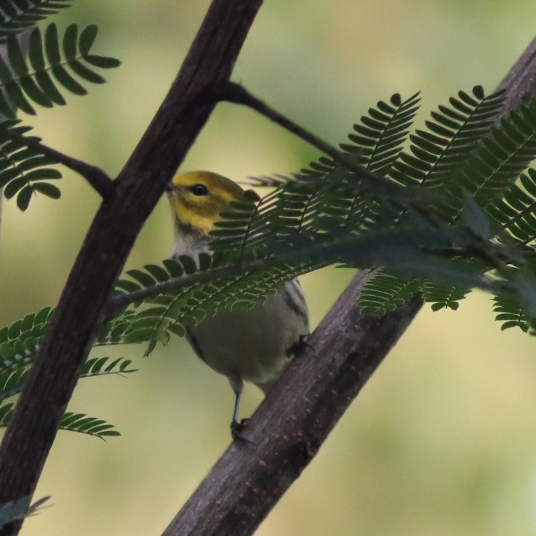 Black-throated Green Warbler - ML609109285