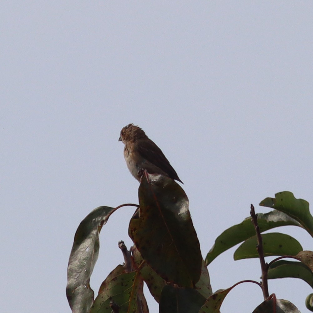 Indigo Bunting - ML609109293