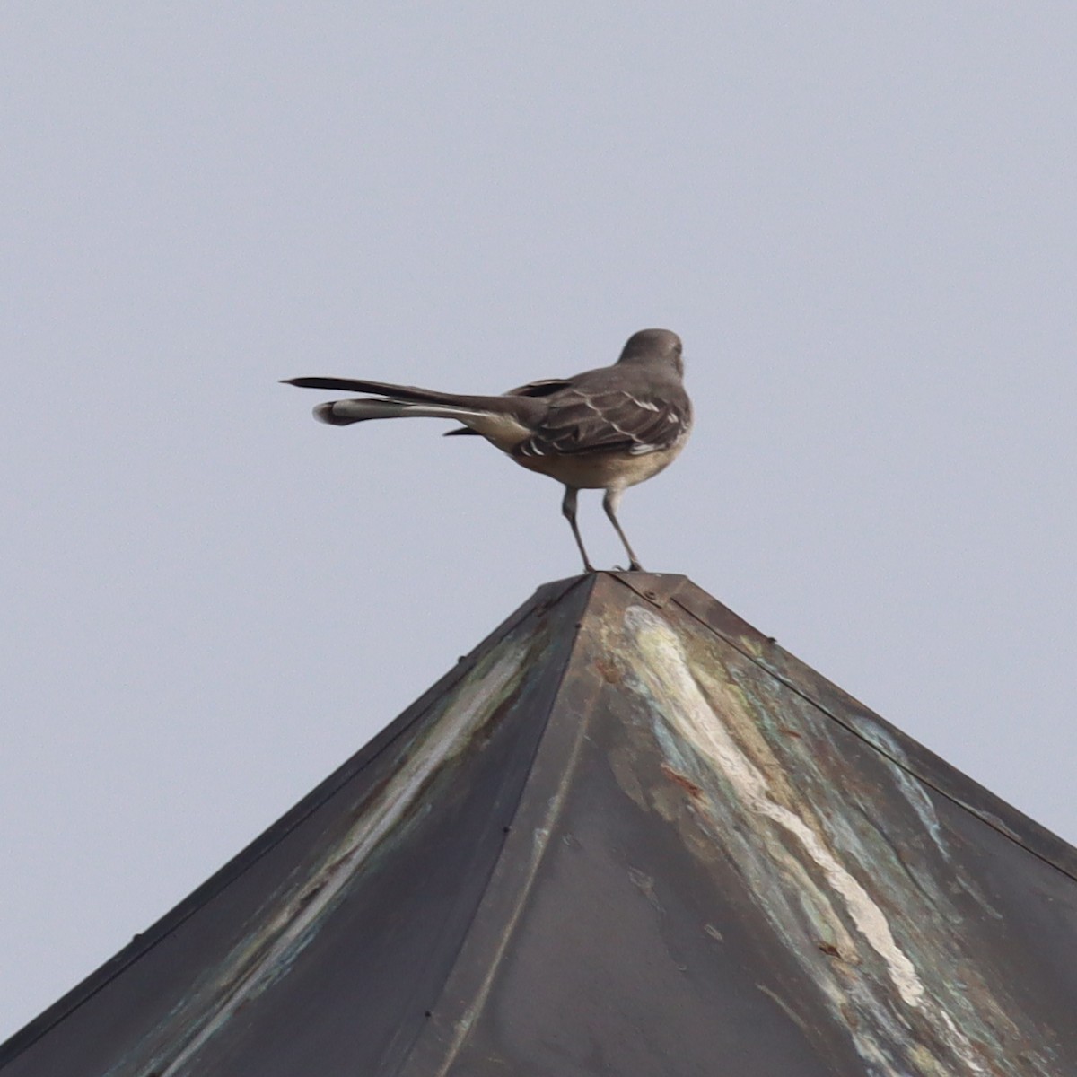 Northern Mockingbird - ML609109300