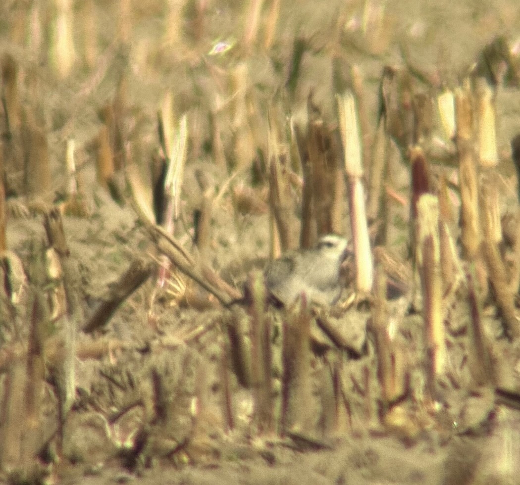 American Golden-Plover - ML609109325