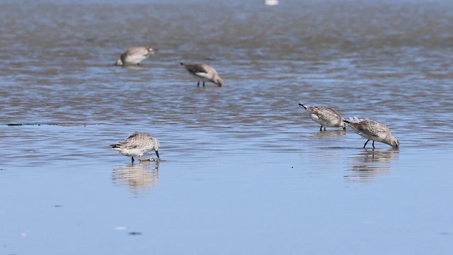 Red Knot - ML609109331