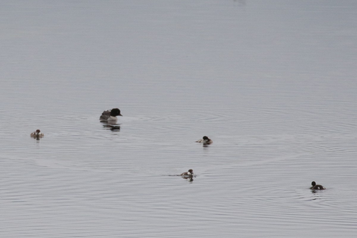 Barrow's Goldeneye - ML609109510