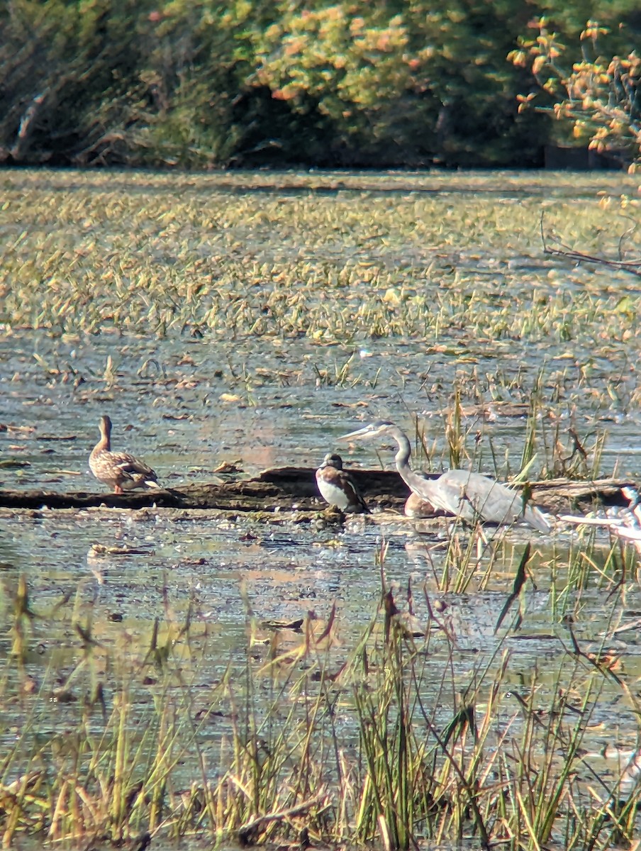 American Wigeon - ML609109550