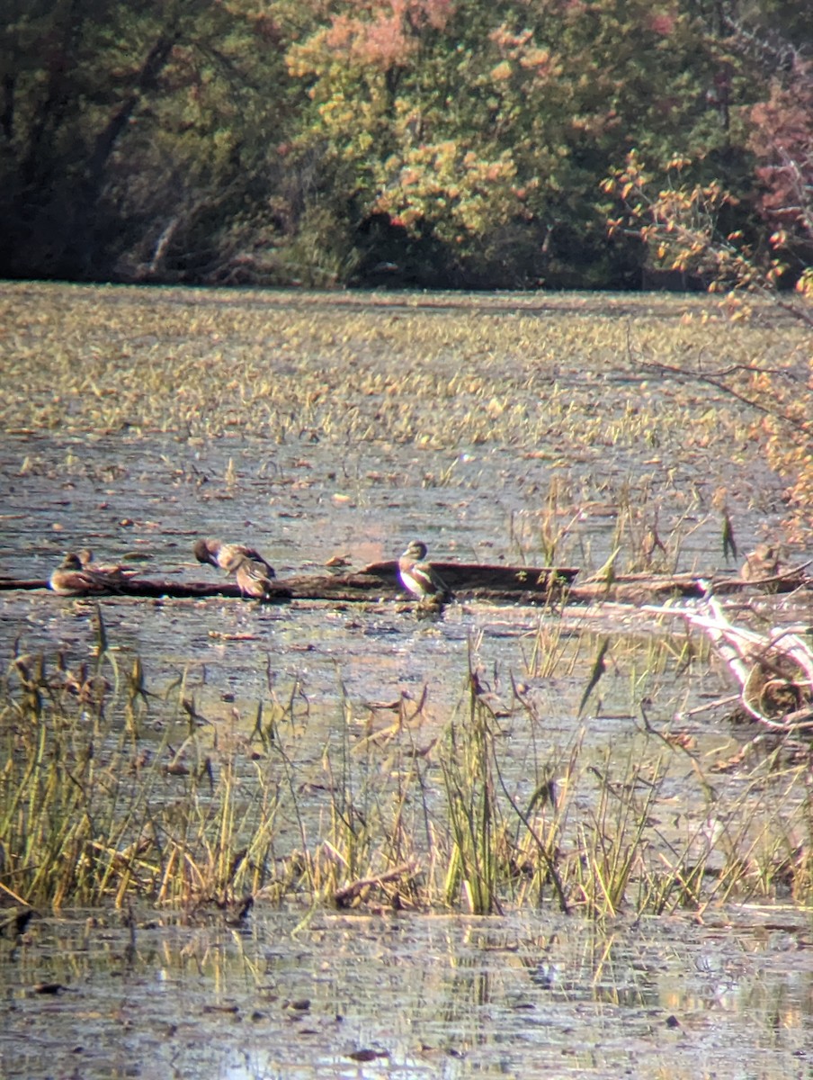 American Wigeon - ML609109551