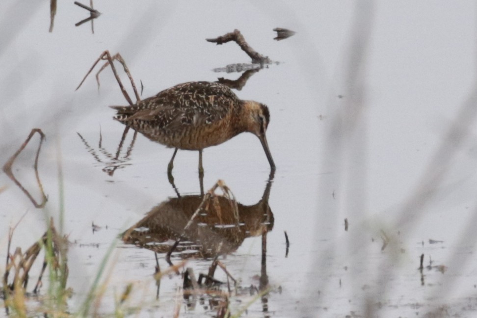 Long-billed Dowitcher - ML609109561