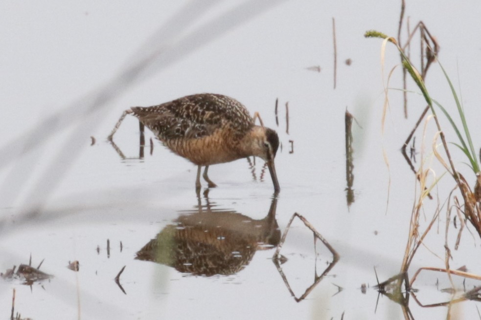 Long-billed Dowitcher - ML609109563